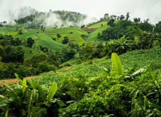 Бразильские индейцы обвиняют президента страны в геноциде