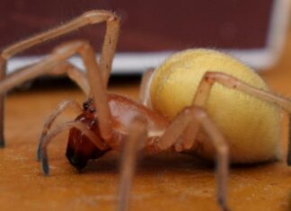 Пауки с четырьмя челюстями: украинцев предупредили о ядовитых существах, которые прыгают и кусаются (фото)