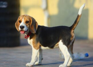 Что необходимо купить перед тем, как завести собаку?