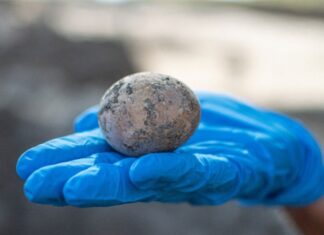 Ученые определили самую древнюю одомашненную птицу