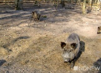 Свиньи отобрали у певицы Шакиры сумку с телефоном