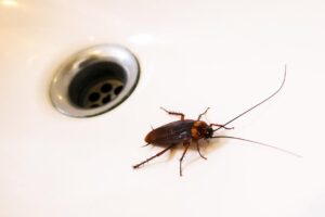 Уборка помещения после травли тараканов: для кого подойдет услуга?