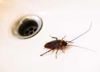 Уборка помещения после травли тараканов: для кого подойдет услуга?