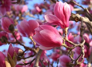 Саженцы магнолии: советы по выбору