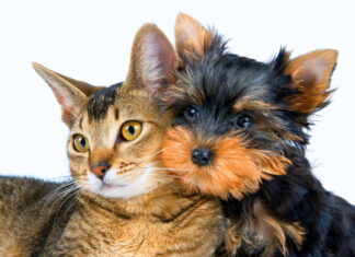 Ожирение у кастрированных котов: как решить проблему