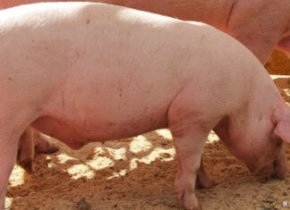 В США умер человек с сердцем свиньи