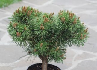 Декоративная сосна: советы по выбору