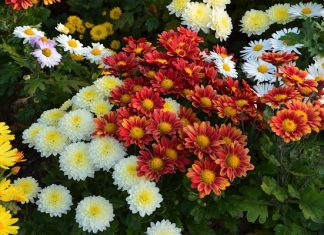 Как правильно выбрать саженцы хризантемы